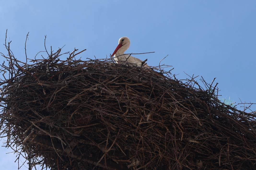 Karataylı leylekler yuvalarına döndü 5